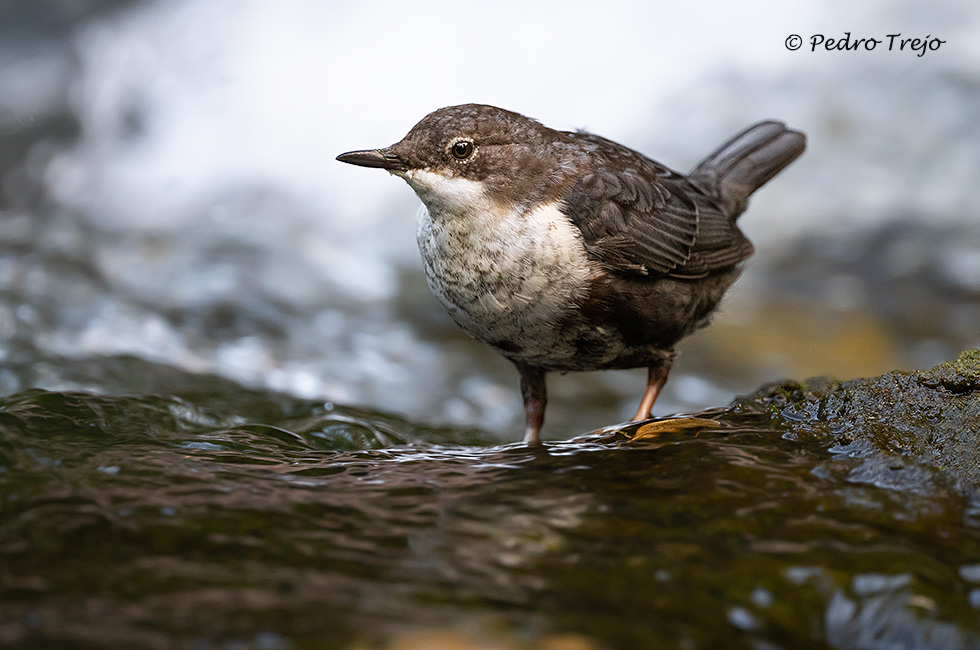 Mirlo acuatico (Cinclus cinclus)